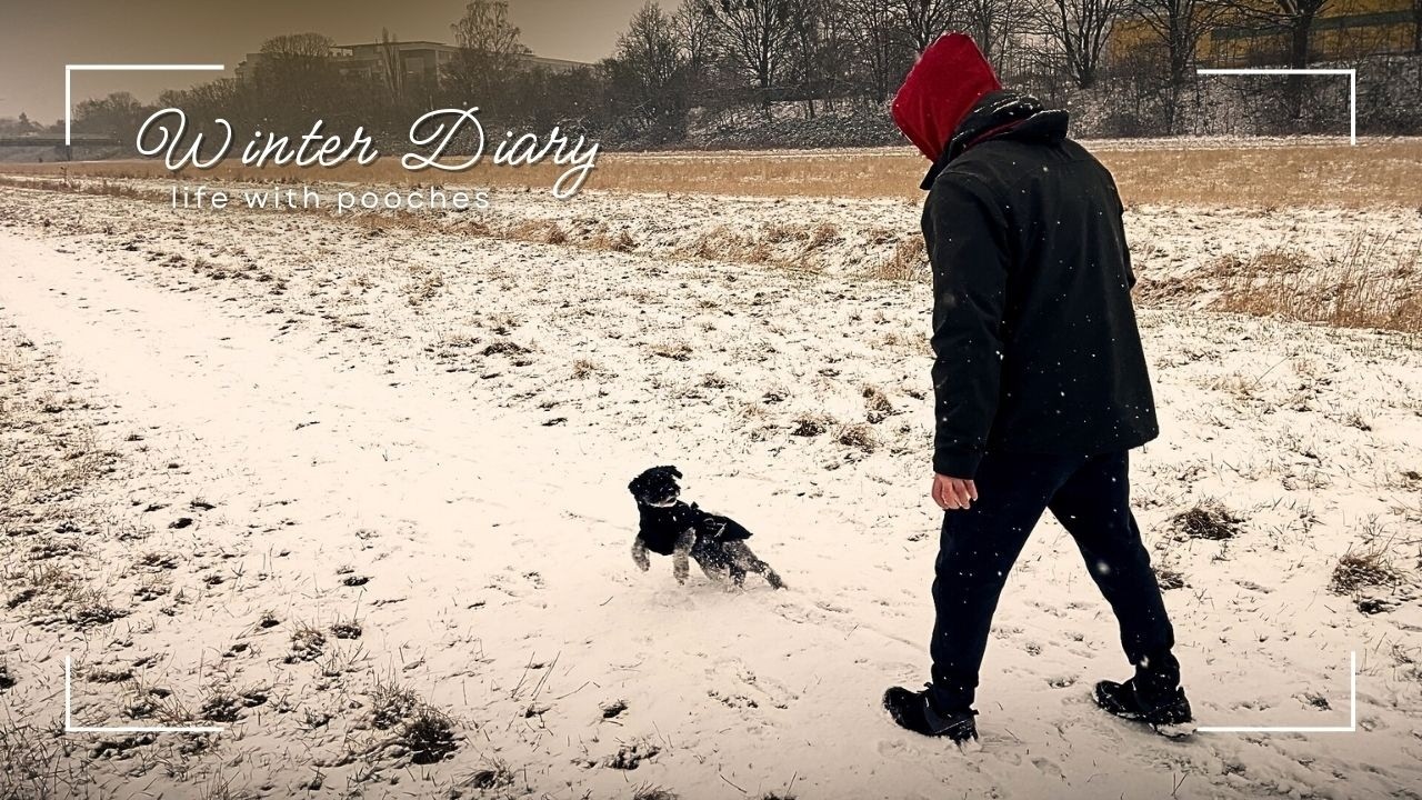 WINTER DIARY ☃️ making Korean chicken wrap, walk in the snow, vet visit