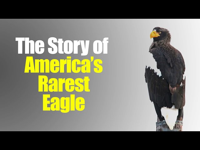 The Story of America's Rarest Eagle