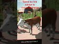Animal Transports Game Android Gameplay 3D //Albert Gaming Assam.....