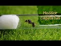 Обзор муравьев Messor capitatus // AntKeeper