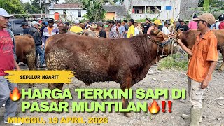 🔥CURRENT PRICE OF COWS IN MUNTILAN MARKET🔥‼️‼️