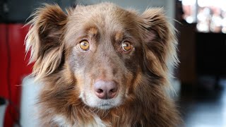 Are Australian Shepherds Hypoallergenic? 🐶✨ Are Mini Aussies Hypoallergenic