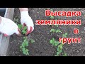 Высадка рассады земляники в открытый грунт. Не повторяйте моих ошибок!