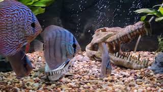 The Art of Modern Fishkeeping. The Art of Modern Fishkeeping.