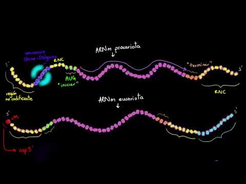 Vídeo: Diferencia Entre Ribosomas Procariotas Y Eucariotas