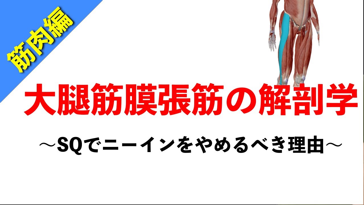 【柔道整復師が教える解剖学】大腿筋膜張筋と腸脛靭帯の解剖学【タロ塾#42】