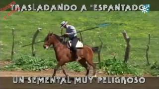 Trasladando a “Espantado”, Un Semental Muy Peligroso