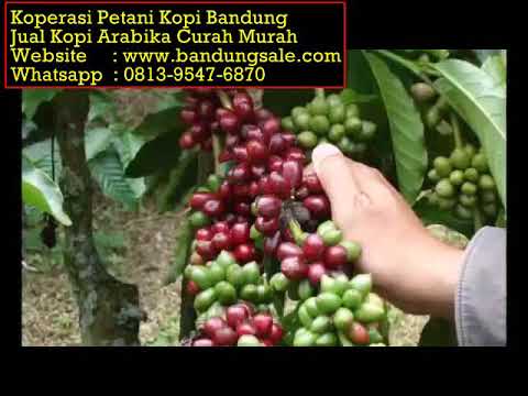 pengolahan-kopi-arabika-pdf---agen-kopi-arabika-curah.-wa-:-0813-9547-6870