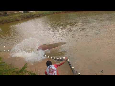 AINDA BEM QUE FOI FILMADO SENÃO SÉRIA MAIS UM MENTIROSO! pirarucu gigante