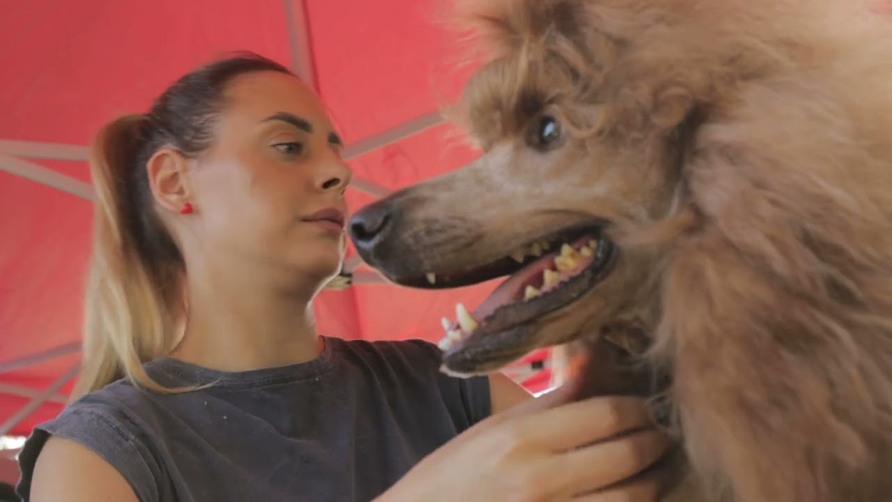 Moj savršeni ljubimac ep. 274 16.09.2024. Izložba pasa, Obrenovac