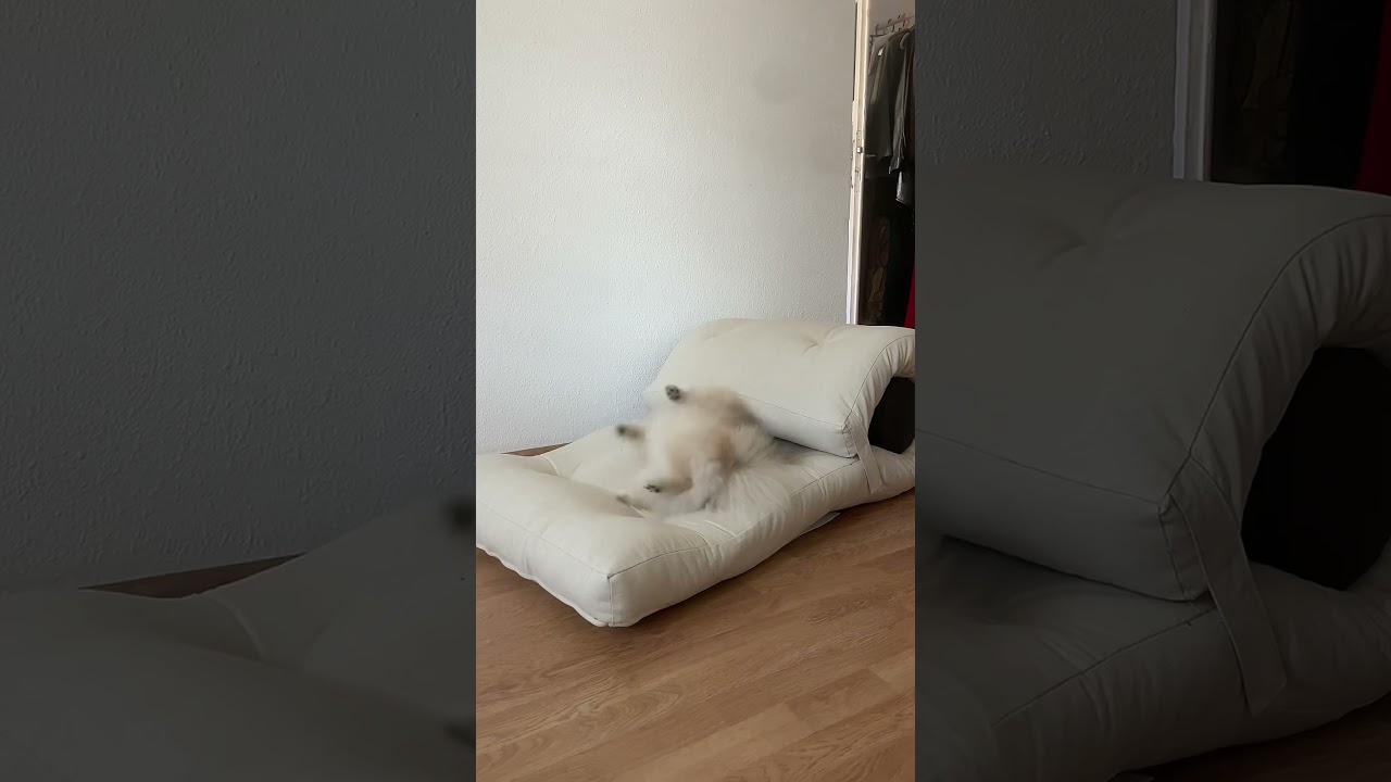 Fresh from the box, approved by the nose 🐾 