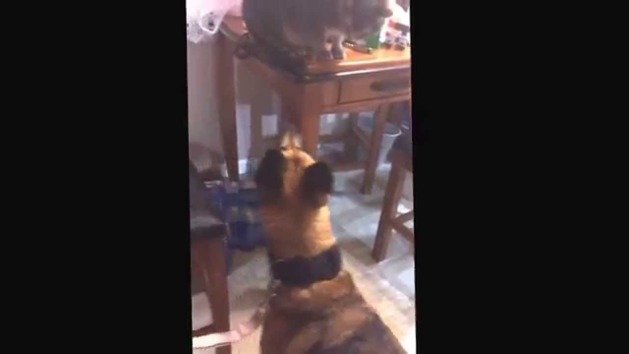 Retired Military Working Dog discovers a cat for the 1st time!