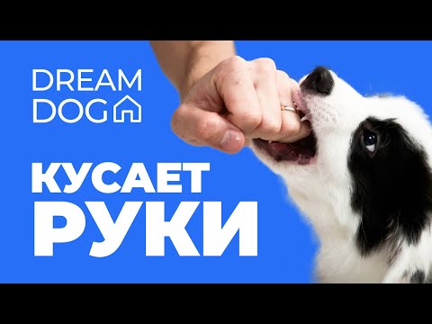 Кусает руки 🐶 Как отучить собаку кусать хозяина 🐕 Научить щенка не кусаться и не грызть человека 🐩