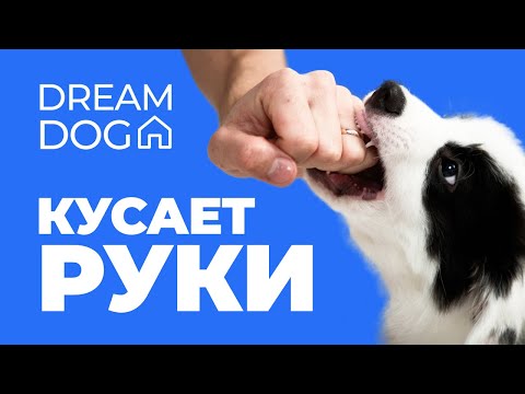 Видео: Кусает руки 🐶 Как отучить собаку кусать хозяина 🐕 Научить щенка не кусаться и не грызть человека 🐩