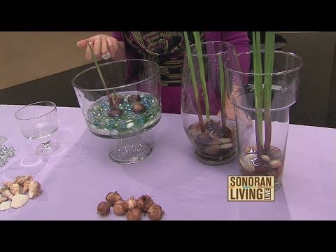 Video: Vandenyje augančios patalpos tulpės?