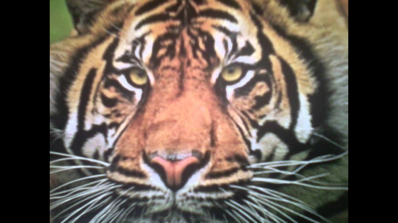 тигар - YouTube