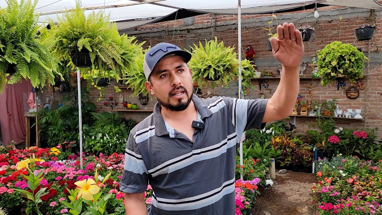 PLANTAS QUE CURAN y ADORNAN TU CASA | El vivero de FABIAN