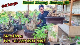 Cek harga Bonsai Kimeng, Sancang dll koleksi Mas Heru, WA +62 889-8911-8001, DIOBRAL..