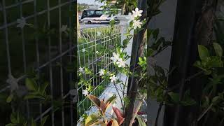 Download Lagu bunga melor thailand..baik punyee #sarbinsgarden #warungselerakampung #kampungtokdagang MP3