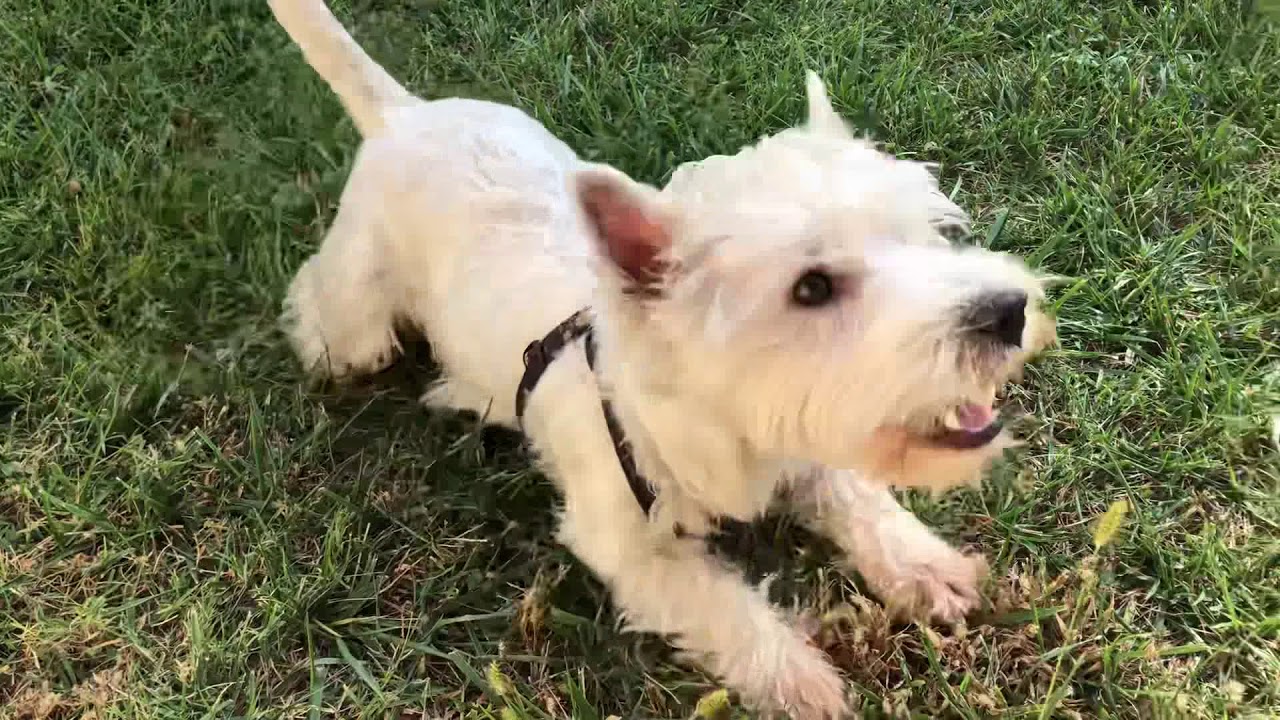 happy westie