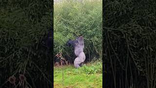 Silverbacks Enjoying Their Garden! #Silverback #Gorilla #Outside