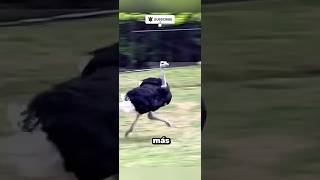El ave más rápido del mundo #shorts #viral #parati #fyp #sabiasque #datoscuriosos #avestruz