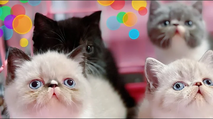 Watch the video about Which kitten will you choose? 🤷‍♀️ EXOTIC SHORTHAIR PERSIAN KITTENS