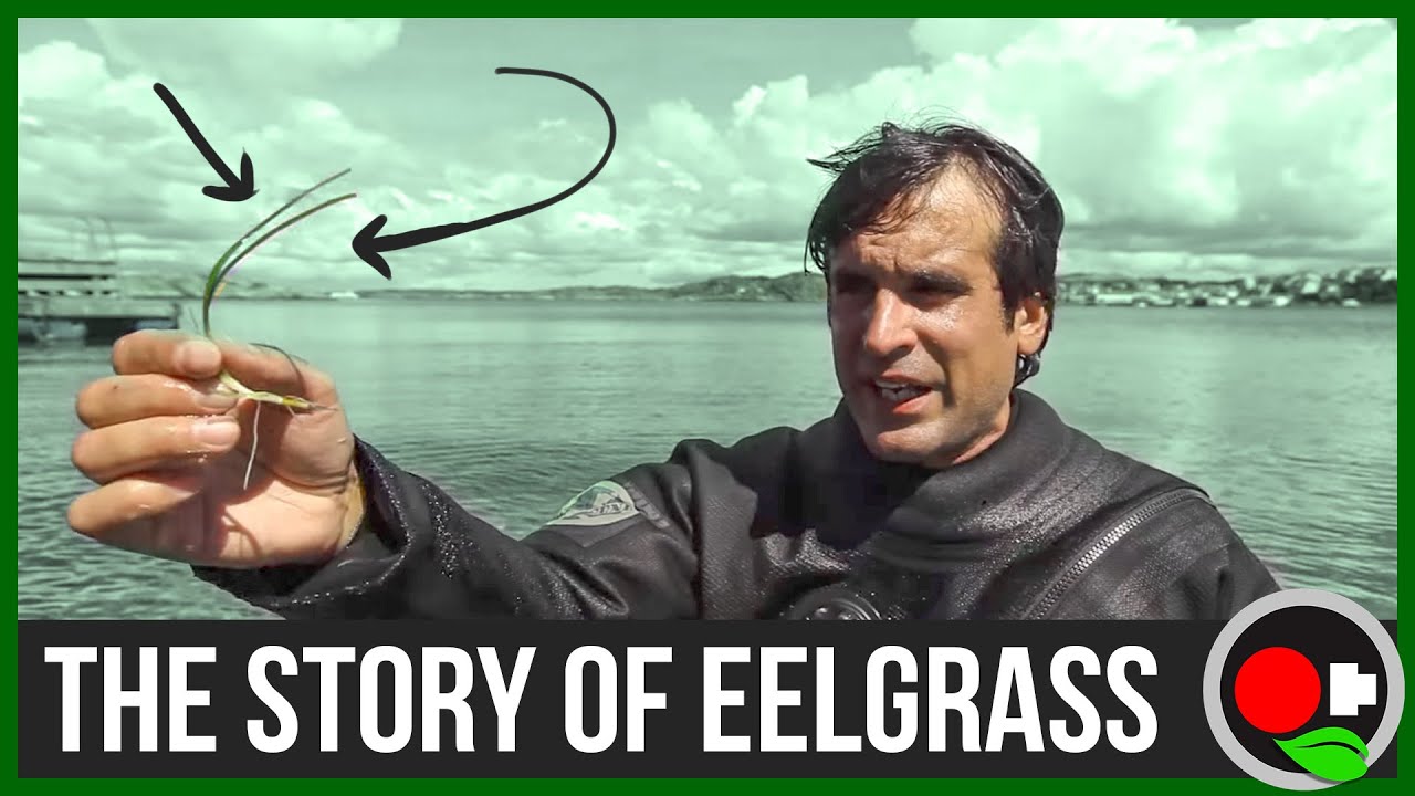 roblox download The Story of Eelgrass & Eutrophication