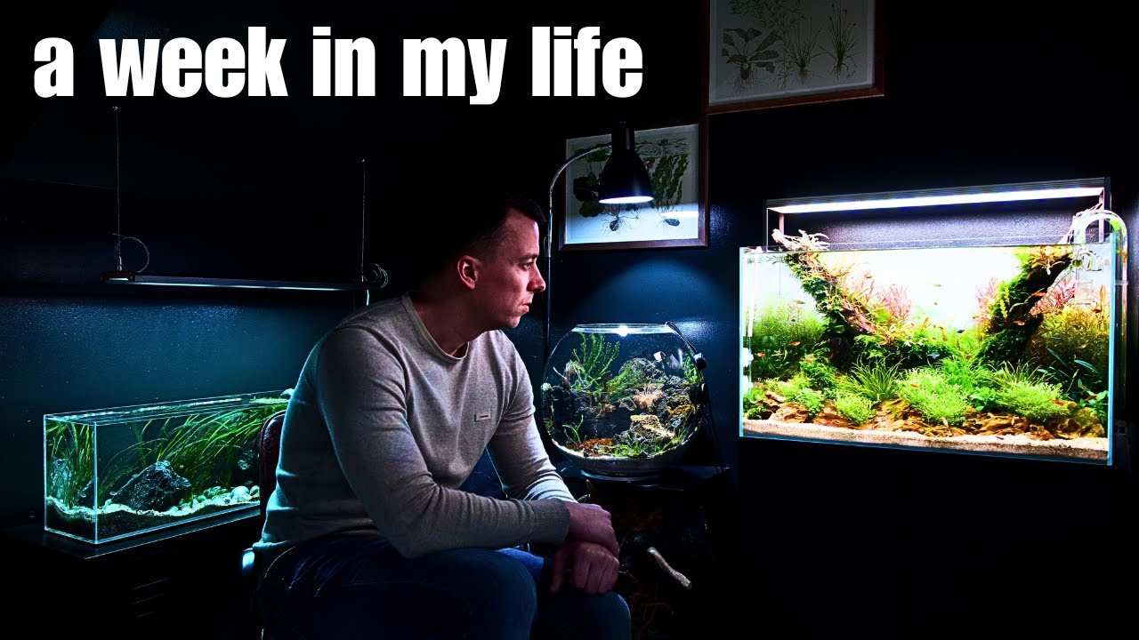 VIP GUESTS, NEW SCAPES, TANK UPDATES & GALLERY TOURS