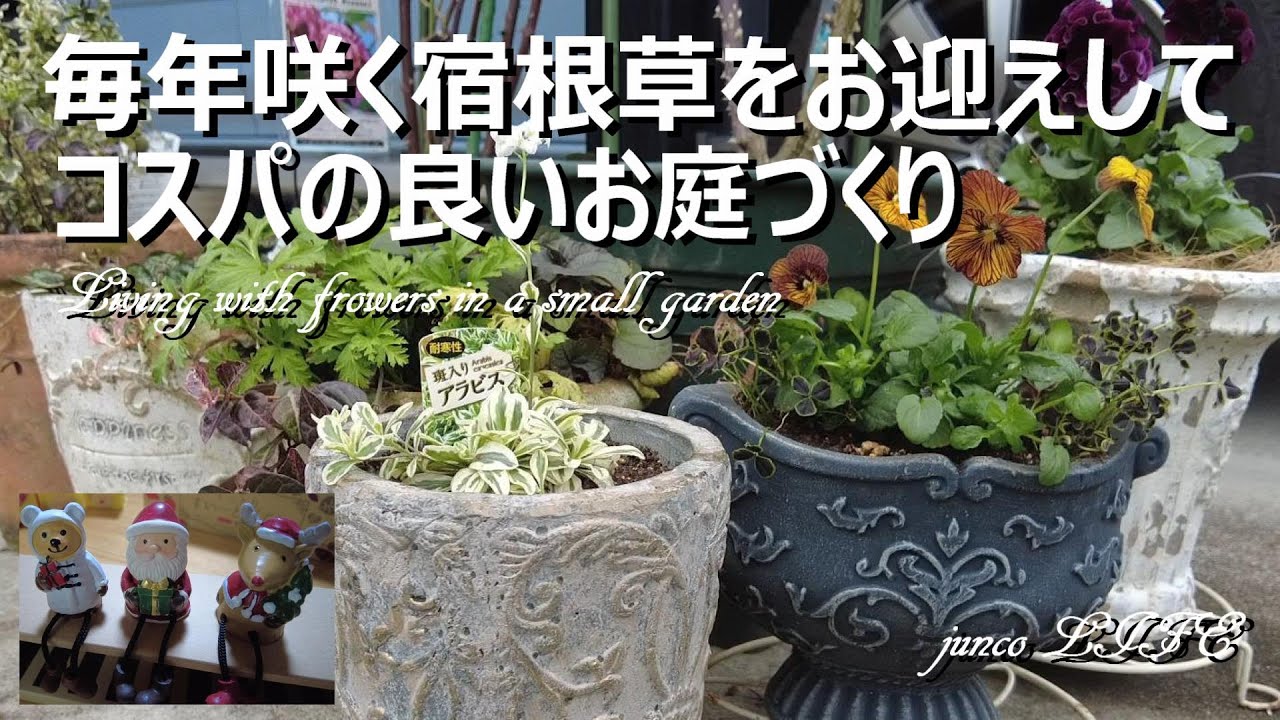 宿根草のお庭に憧れて/簡単2ポットで作るシックな寄せ植え/仔猫たち