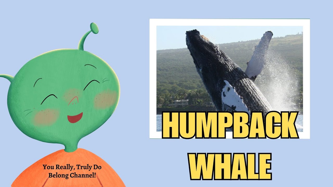 Meet the Humpback Whales Arctic Ocean Animals Animated Series