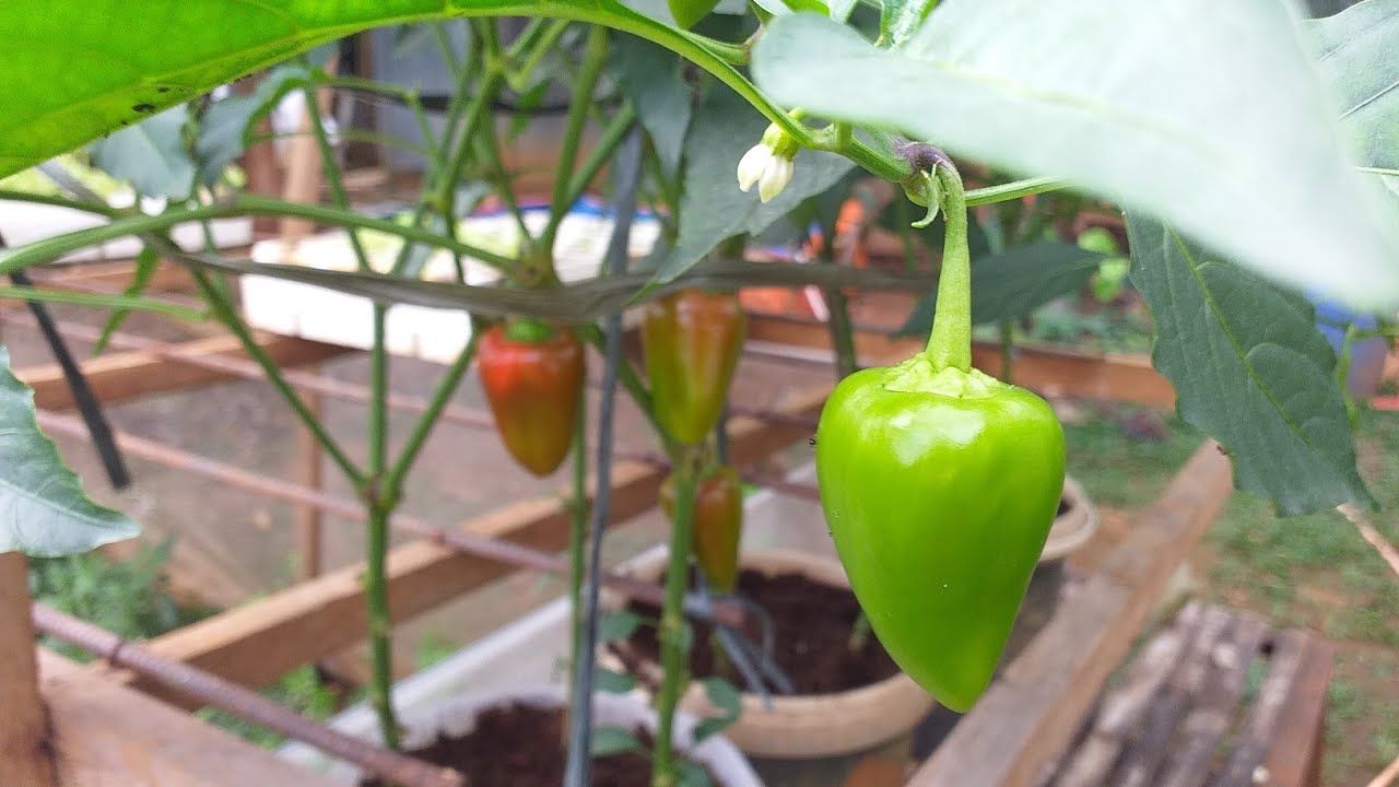 HOW TO GROW BELL PEPPERS USING SNAP HYDROPONICS "DUTCH BUCKET SYSTEM