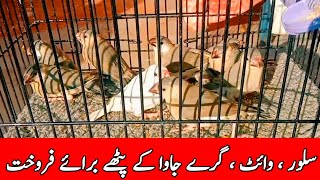 Details Java Sparrow Chicks Looking For New Shelter | White Java | Silver Java | Gray Java | Mini Zoo News