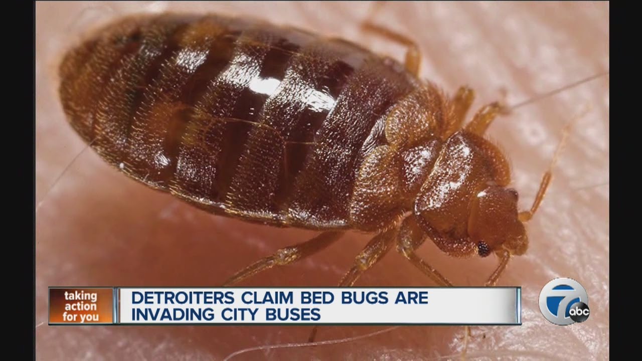 Detroiters claim bed bugs are invading city buses