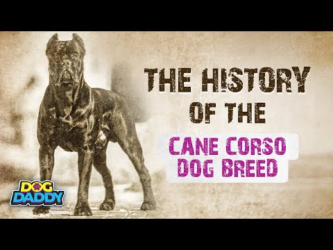 The History of The Cane Corso Dog Breed