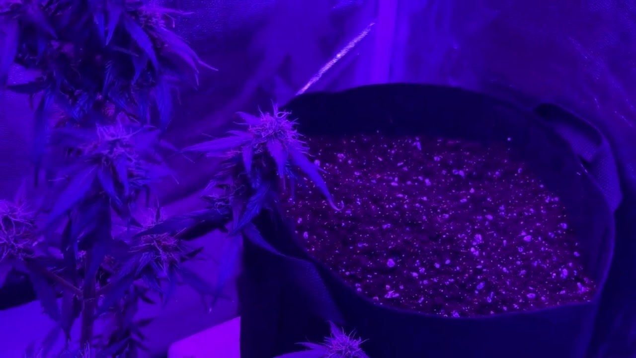 White Widow как смешивать удобрения Выращивания сорта дома