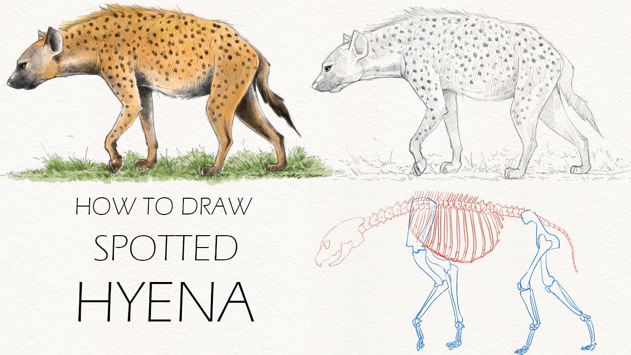 how to draw spotted hyena " hyena " how to draw a detailed hyena " hyena ki drawing kaise banate