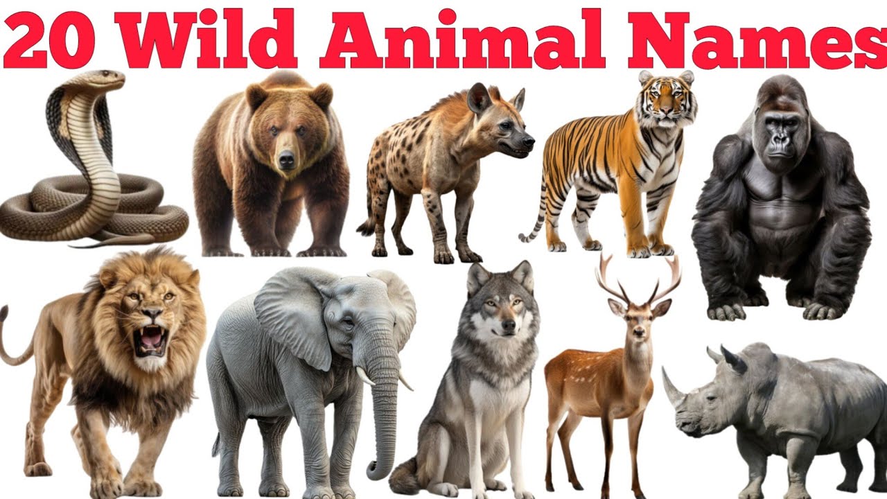 Learn 20 Wild Animals Names In English & Hindi With Fun Facts | Fun Learning For Children