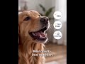Dogs LOVE This Salmon Chew 🐾 Boost Digestion & Immunity Naturally!