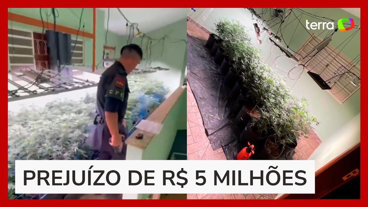 PM desarticula estufa de maconha de 'última geração' em bairro nobre de Goiânia