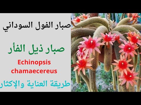 فيديو: ما هو صبار الفول السوداني - كيفية زراعة نباتات صبار Chamaecereus