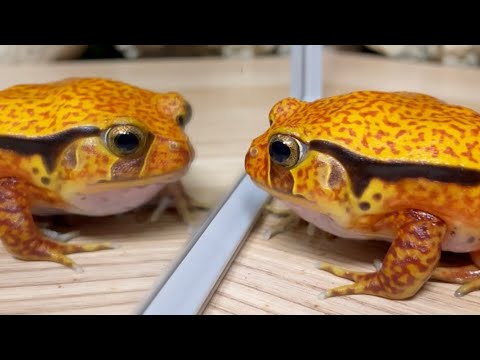 Life is a mirror🐸 [Frog & Frog & Toad] - YouTube