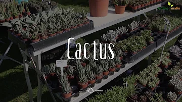 Comment avoir des fleurs de cactus ?