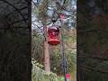 Hummingbird buzzes and zips #hummingbird #hummingbirds #hummingbirdfeeder #bird #birds