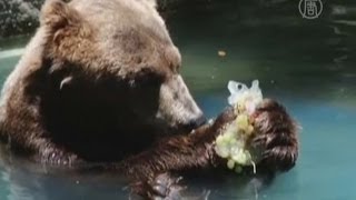 Жара в Рио: животных кормят ледяными продуктами (новости) Жара в Рио: животных кормят ледяными продуктами (новости)
