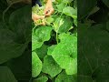 Smart farmers use pumpkin shoots to make simple dishes #shorts #farming #harvest