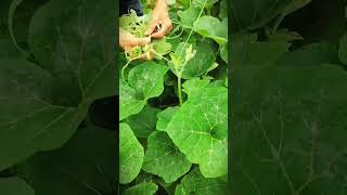 Smart farmers use pumpkin shoots to make simple dishes #shorts #farming #harvest
