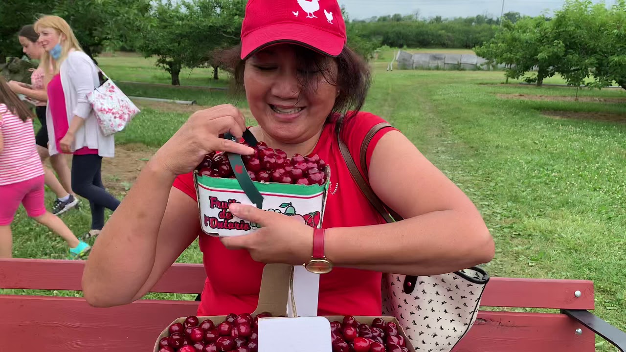 ChERRY PICKING CHERRY AVENUE FARM JULY 11,2020 YouTube