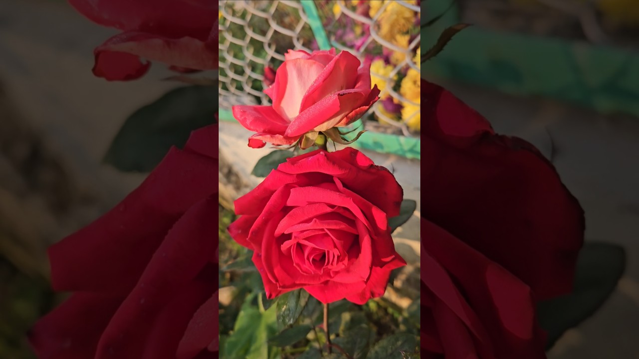 beautiful flowers my garden 🌹🏡 