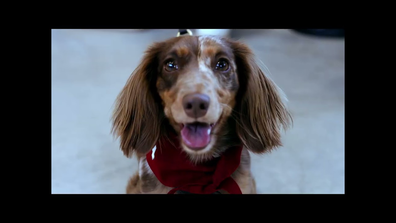 Dackelrace 60sec Kinospot